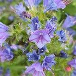 Echium vulgareFlower