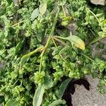 Atriplex glabriuscula Συνήθη χαρακτηριστικά