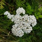 Achillea nobilisKwiat