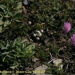 Scabiosa vestita 整株植物