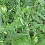Caperonia palustris 整株植物