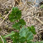 Thalictrum alpinum পাতা