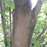 Casearia decandra Corteza