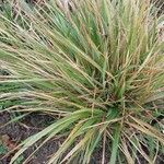 Brachypodium pinnatum Leaf