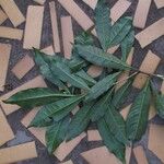 Peddiea africana Blatt