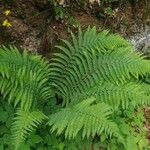 Dryopteris filix-masFrunză