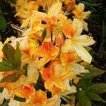 Rhododendron calendulaceum Blomma