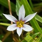 Sisyrinchium rosulatum പുഷ്പം