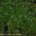 Scandix australis Yeri