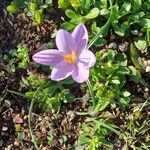 Crocus corsicus Flower