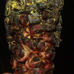 Sclerosperma mannii Frucht
