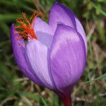 Crocus ligusticus Floare