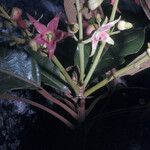 Sterculia pruriens Fleur