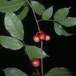 Protium trifoliolatum Fruit