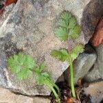 Ptychotis saxifraga Likasa