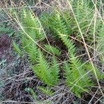 Polypodium californicum Hoja