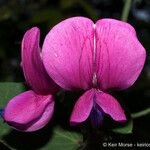 Lathyrus vestitus Flower