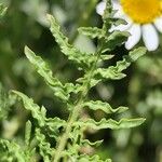 Reseda alba Frunză