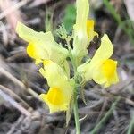 Linaria caesia Flor