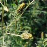 Bidens subalternans Fruit