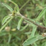 Centaurea aspera Blatt