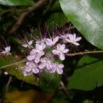 Hirtella racemosa Kvet