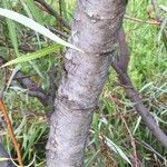 Salix mucronata Kůra