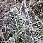 Rubus ulmifolius Yaprak