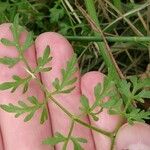 Oenanthe aquatica Leaf