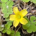 Oxalis exilis फूल