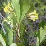 Pittosporum kaalense Flower