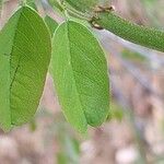 Amorpha ouachitensis Leaf