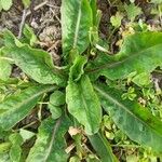 Taraxacum pyropappum Leaf