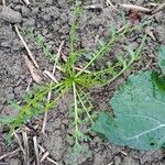 Lepidium coronopus Blatt