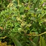 Lyonia ligustrina 果實