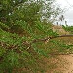 Acacia farnesiana برگ