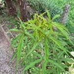 Hibiscus coccineus Leaf