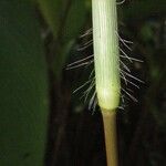 Digitaria setigera പുറംതൊലി