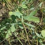 Baptisia sphaerocarpa Levél