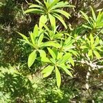 Euphorbia mellifera Lapas