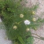 Tripleurospermum inodorum Foglia