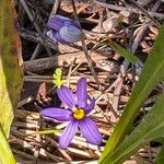 Sisyrinchium angustifolium Blüte