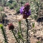 Coris monspeliensis Blomma