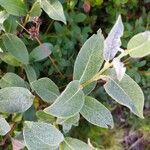 Salix lapponum 葉