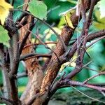 Betula humilis Bark