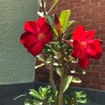 Adenium obesumКвітка