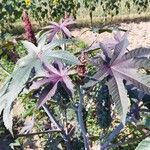 Ricinus communisList