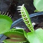 Dionaea muscipula পাতা