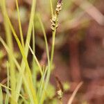 Carex pilulifera ശീലം