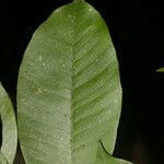 Chrysophyllum hirsutum Feuille